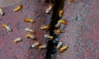 Bed Bug Exterminator Winnipeg image 3